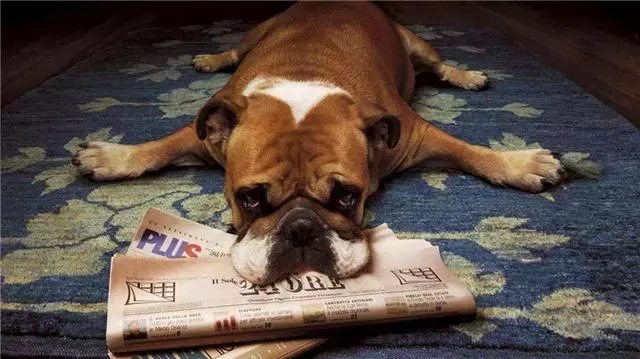 狗狗發情令主人擔憂,學會照顧經期母犬,三點生理常識更有效