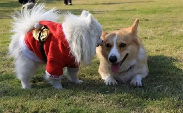 狗狗發情令主人擔憂,學會照顧經期母犬,三點生理常識更有效