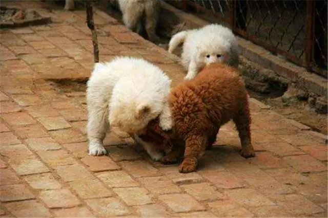 狗狗發情令主人擔憂,學會照顧經期母犬,三點生理常識更有效