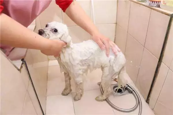 狗狗發情令主人擔憂,學會照顧經期母犬,三點生理常識更有效