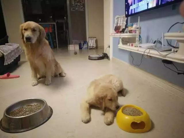 狗狗發情令主人擔憂,學會照顧經期母犬,三點生理常識更有效