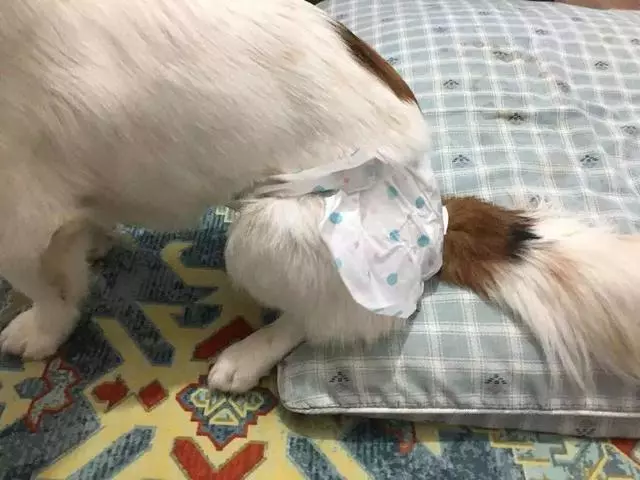 狗狗發情令主人擔憂,學會照顧經期母犬,三點生理常識更有效