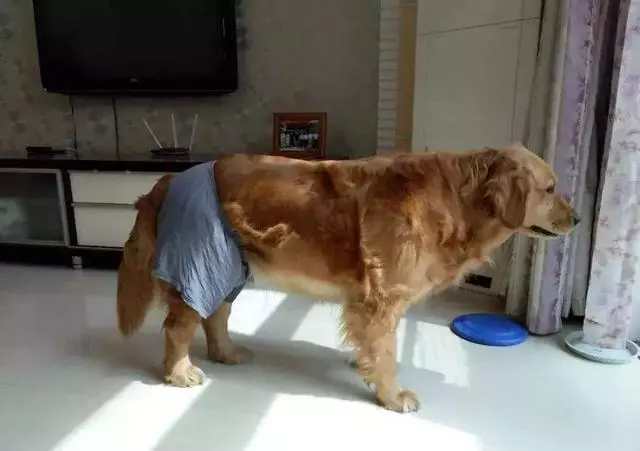 狗狗發情令主人擔憂,學會照顧經期母犬,三點生理常識更有效