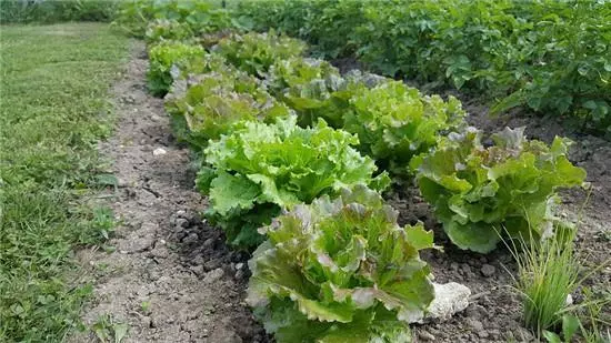 「大象腿」很煩惱?一個簡單實用的瘦腿方法,讓「大象腿」瘦下來