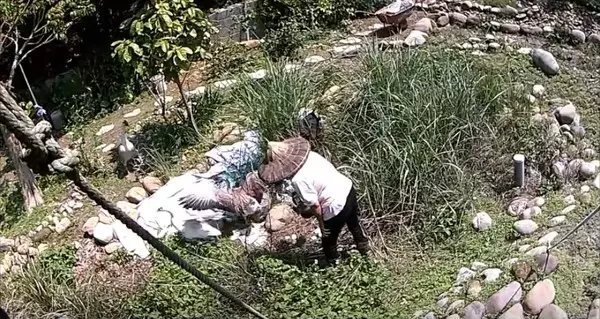 惡阿婆「提熱水淋鵝蛋」燙到熟!鵝媽媽悲鳴繼續孵 阿婆被抓無奈回:「我也是逼不得已阿」