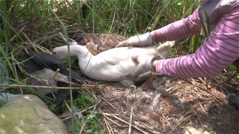 惡阿婆「提熱水淋鵝蛋」燙到熟!鵝媽媽悲鳴繼續孵 阿婆被抓無奈回:「我也是逼不得已阿」