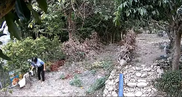 惡阿婆「提熱水淋鵝蛋」燙到熟!鵝媽媽悲鳴繼續孵 阿婆被抓無奈回:「我也是逼不得已阿」
