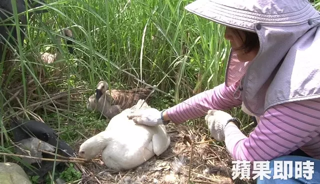 惡阿婆「提熱水淋鵝蛋」燙到熟!鵝媽媽悲鳴繼續孵 阿婆被抓無奈回:「我也是逼不得已阿」