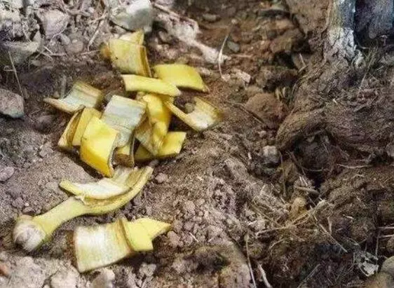 吃剩的香蕉皮不要丟,留下「1斤」去養花,啥花用了都「蹭蹭長」