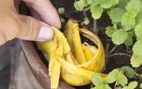 吃剩的香蕉皮不要丟,留下「1斤」去養花,啥花用了都「蹭蹭長」