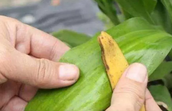 吃剩的香蕉皮不要丟,留下「1斤」去養花,啥花用了都「蹭蹭長」