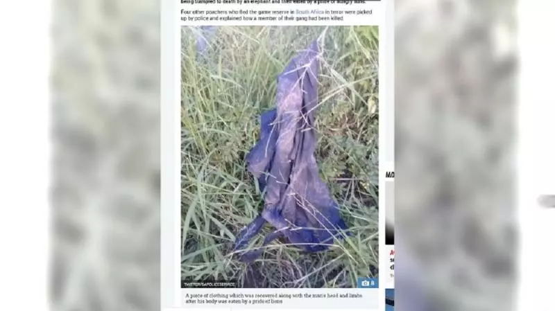 現世報!盜獵者遭大象踩死 再被獅群啃 食「只剩頭蓋骨」