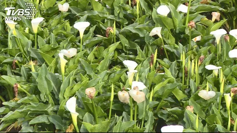 小心!海芋整株都有毒 醫:採完必做這件事自保