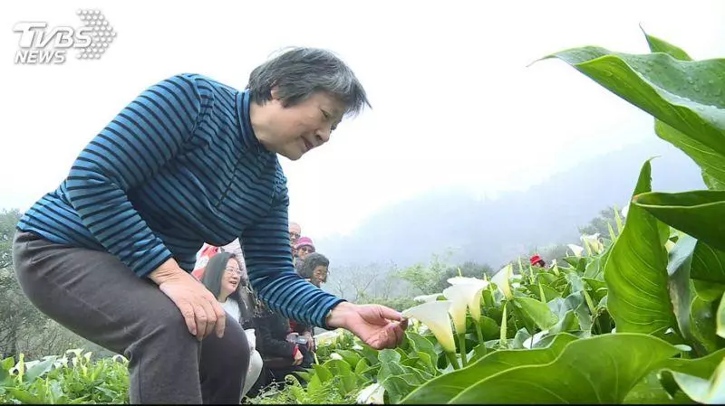 小心!海芋整株都有毒 醫:採完必做這件事自保