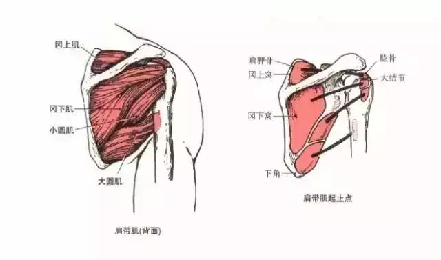 神奇肩胛骨柔軟術,3招幫你改善酸痛、失眠、頭痛、手腳麻!(實用)
