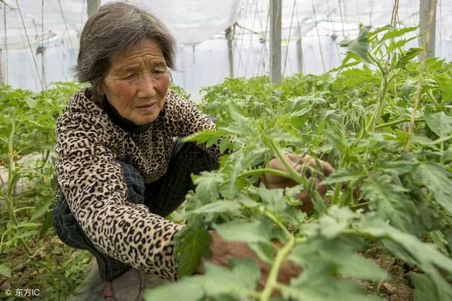 孫子替父養母,多年後老人80大壽,孫子一席話,父親幡然悔悟