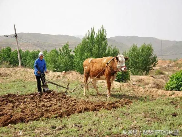 我覺堂姐太天真竟找了個窮小子 見到堂姐夫的爸媽 我瞠目結舌