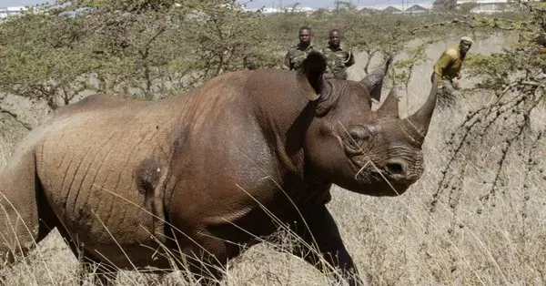 動物的復仇》南非犀牛盜獵者遭大象活活踩死 遺體被獅群吃個精光「只剩下頭蓋骨」