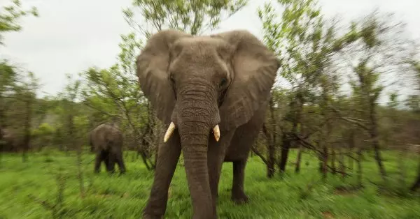 動物的復仇》南非犀牛盜獵者遭大象活活踩死 遺體被獅群吃個精光「只剩下頭蓋骨」