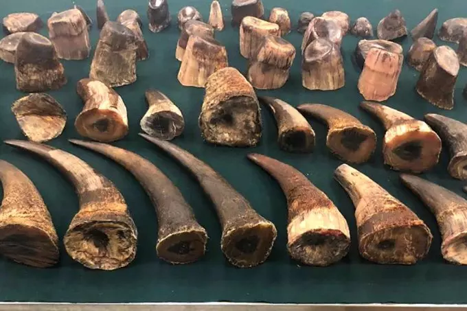 動物的復仇》南非犀牛盜獵者遭大象活活踩死 遺體被獅群吃個精光「只剩下頭蓋骨」