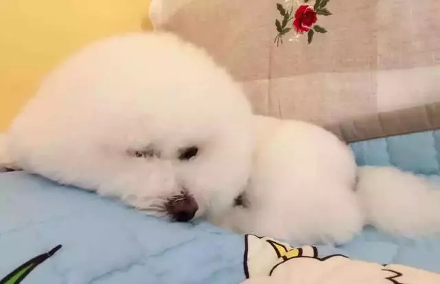 狗狗並不會覺得自己是人,它只是把鏟屎官當成了家人