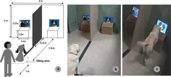 狗狗並不會覺得自己是人,它只是把鏟屎官當成了家人