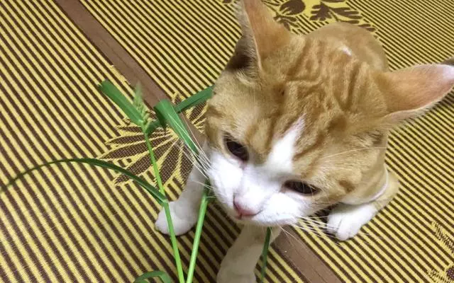 貓咪並不會尋藥解毒,之所以中毒後去吃草,只是為了催吐