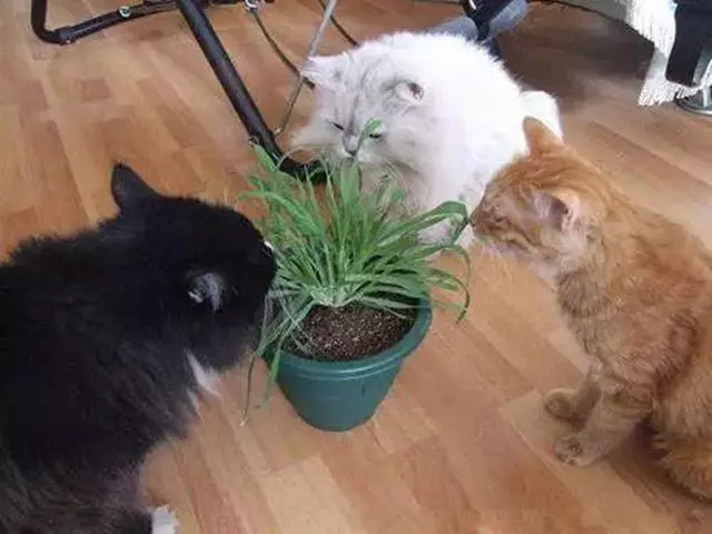 貓咪並不會尋藥解毒,之所以中毒後去吃草,只是為了催吐
