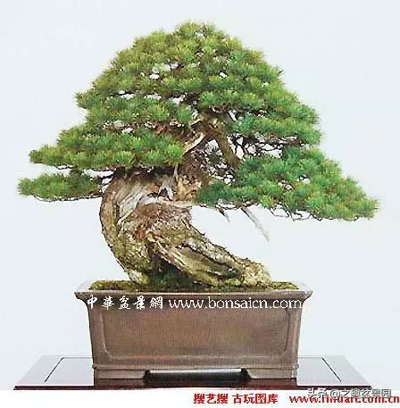 松樹盆景的芽處理!!