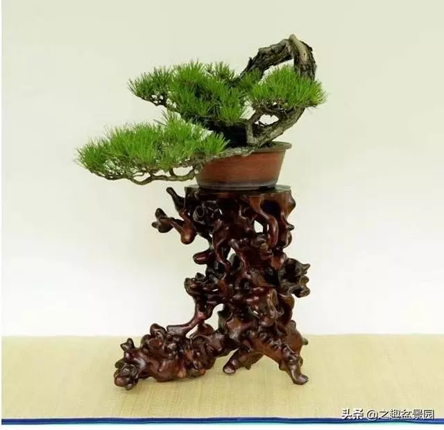 松樹盆景的芽處理!!