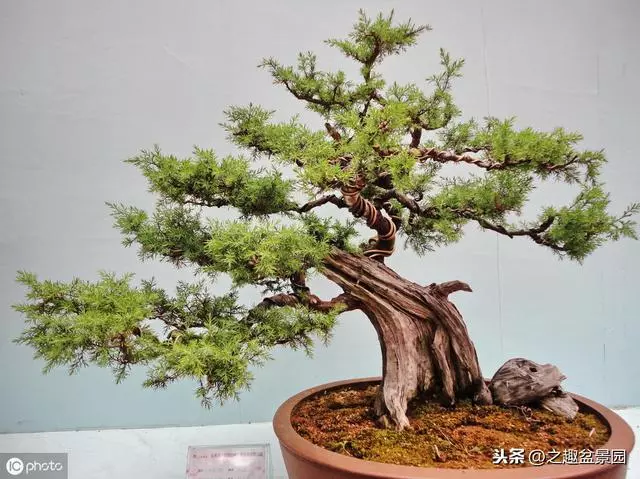 盆栽中的底肥、基肥、液肥、葉面肥是什麼?