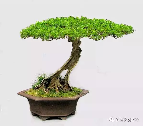 "雲頭雨腳"萬般風情