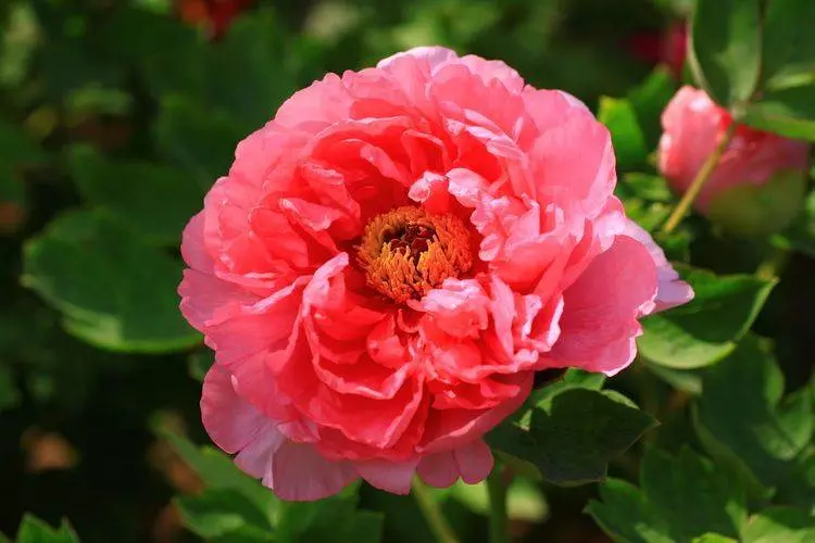 4月8號起苦盡甘來,這5生肖運勢紅到發紫,橫財大發,愛情事業雙豐收!