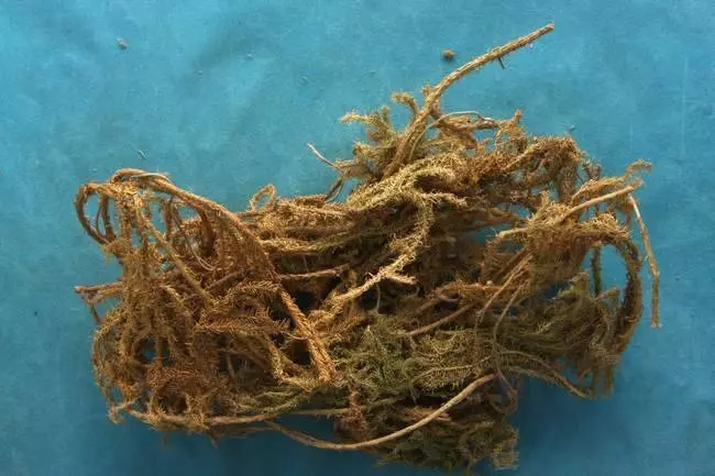 【伸筋草】的神奇功效與作用,治療關節酸痛及四肢麻木,還能降血壓,有關節痛的人要知道