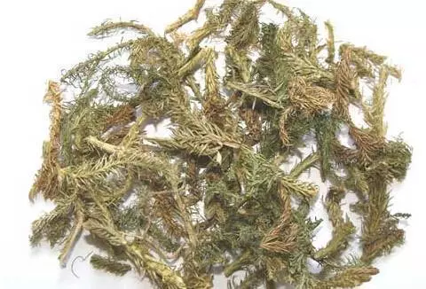 【伸筋草】的神奇功效與作用,治療關節酸痛及四肢麻木,還能降血壓,有關節痛的人要知道