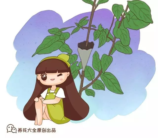 春天在枝上劃個口子,抹點土捂2天,連冒一串大白根!