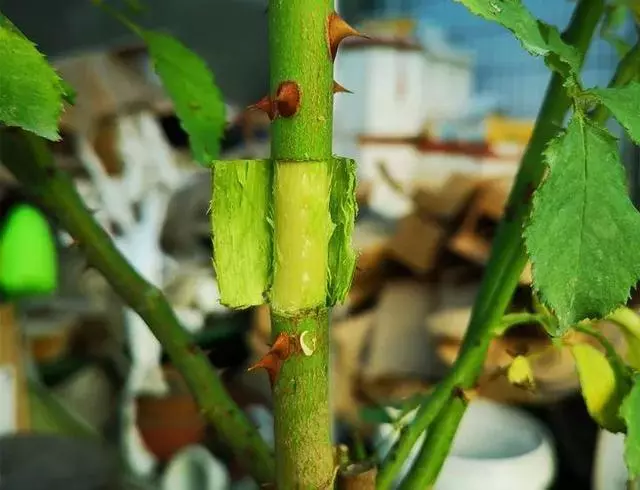 春天在枝上劃個口子,抹點土捂2天,連冒一串大白根!