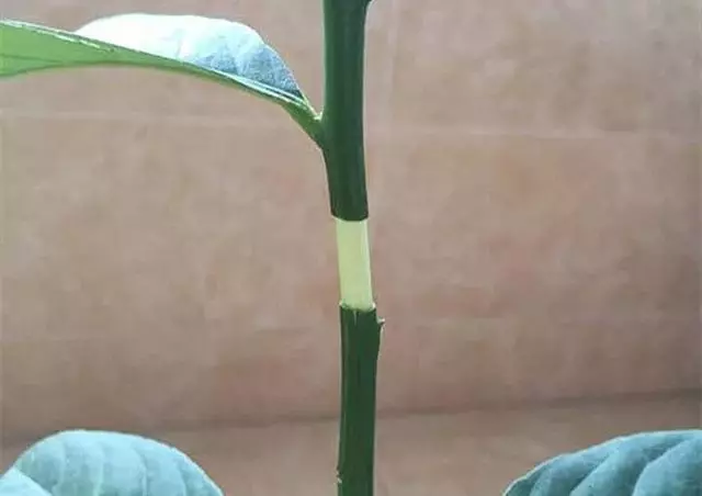 春天在枝上劃個口子,抹點土捂2天,連冒一串大白根!