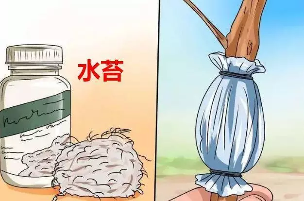 春天在枝上劃個口子,抹點土捂2天,連冒一串大白根!