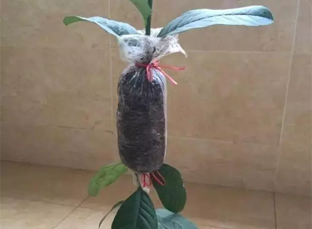 春天在枝上劃個口子,抹點土捂2天,連冒一串大白根!