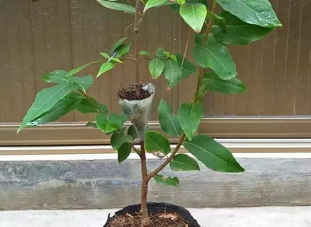 春天在枝上劃個口子,抹點土捂2天,連冒一串大白根!