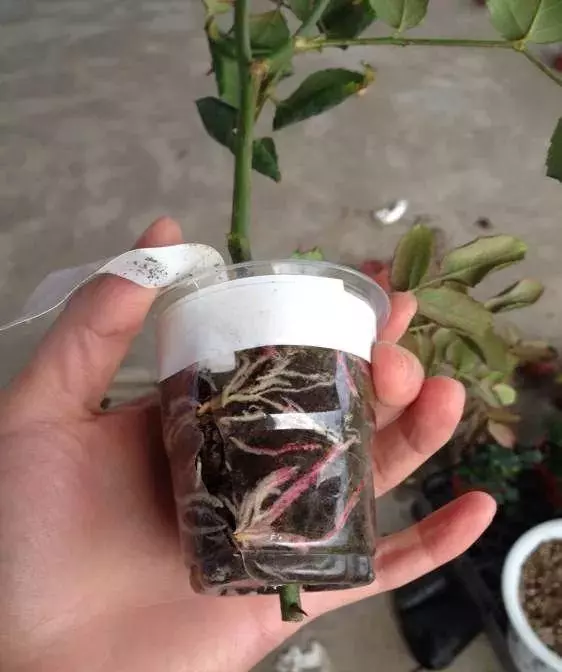 春天在枝上劃個口子,抹點土捂2天,連冒一串大白根!