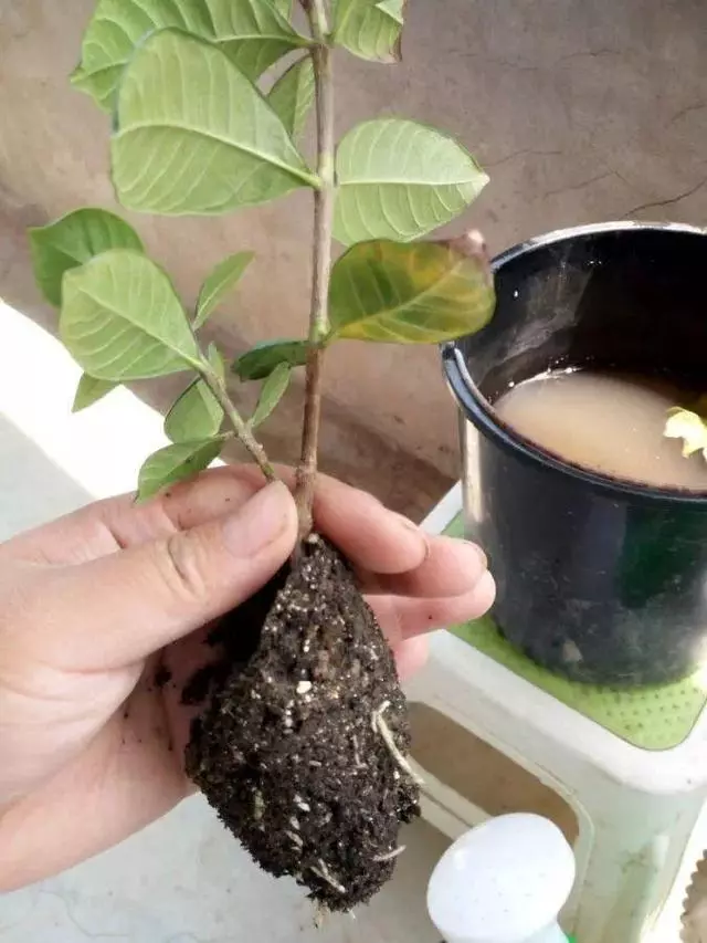 春天在枝上劃個口子,抹點土捂2天,連冒一串大白根!