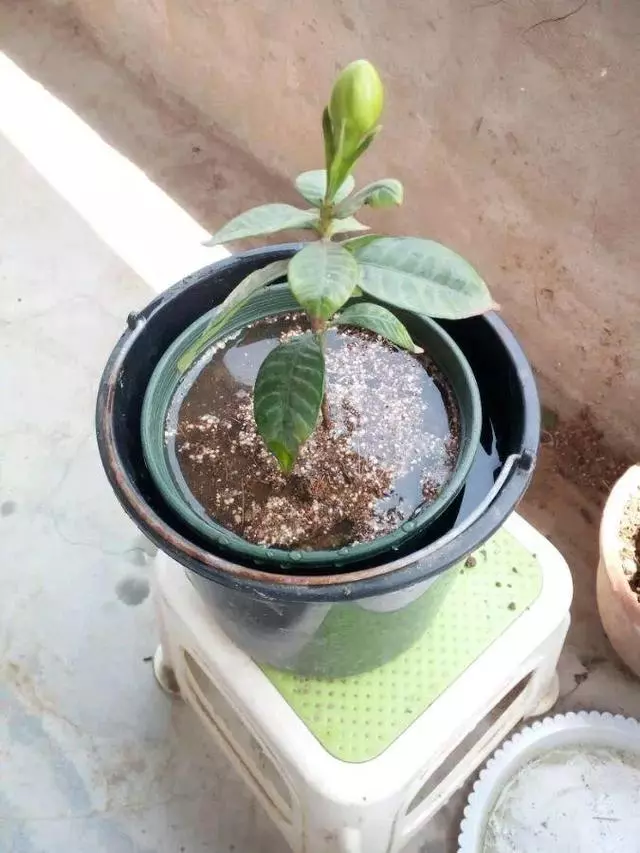 春天在枝上劃個口子,抹點土捂2天,連冒一串大白根!