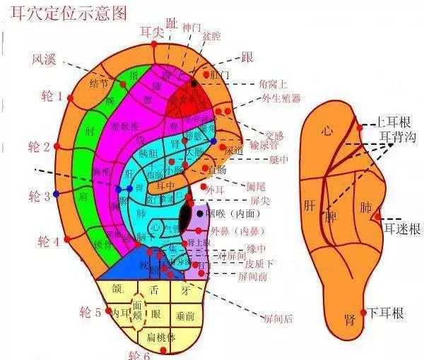 耳朵上的健康開關,每天5分鐘,揉一揉,祛疾病!