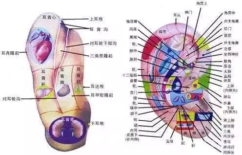 耳朵上的健康開關,每天5分鐘,揉一揉,祛疾病!