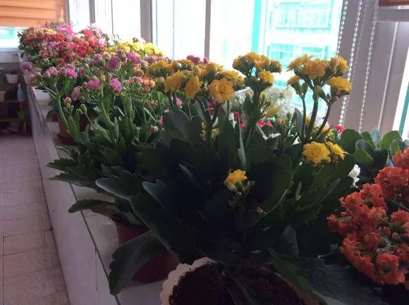 「3種水」用來澆花，比「肥料」有營養，花盆裡澆1點，枝葉茂盛！