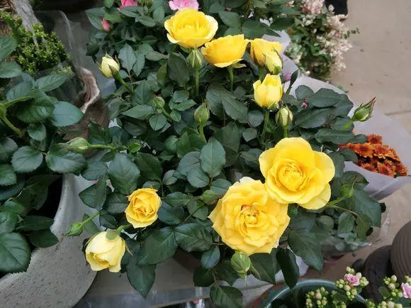 「3種水」用來澆花，比「肥料」有營養，花盆裡澆1點，枝葉茂盛！