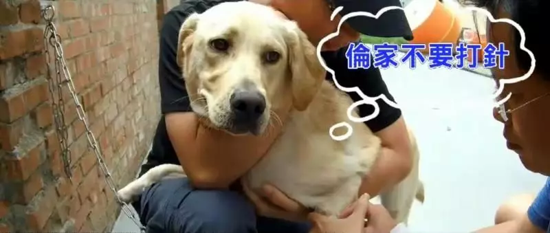 可愛爆表!正妹警犬隊長 帶領超萌警犬熱舞唱Rap