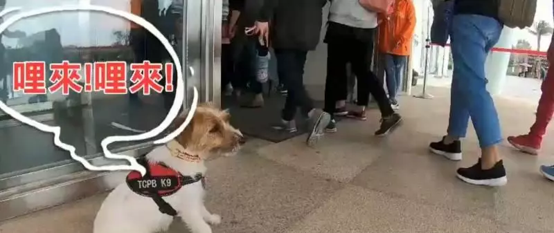 可愛爆表!正妹警犬隊長 帶領超萌警犬熱舞唱Rap